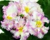 African Violet RS-ZOLOTAYA ROSKOSH - RS-GOLDEN LUXURY